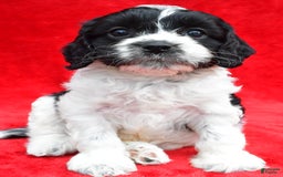 Cavapoo dogs for sale: Oreo - Image 3