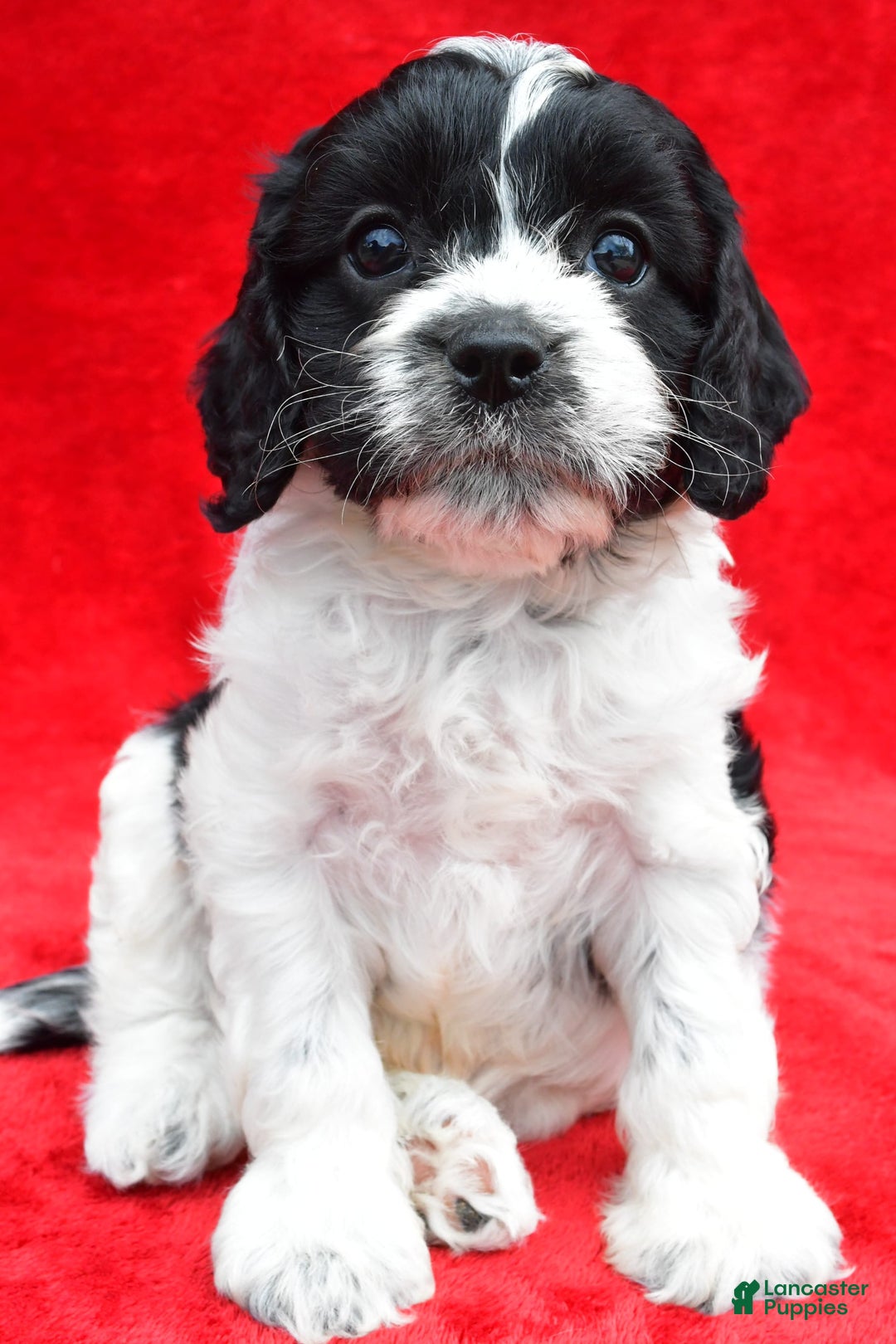 Cavapoo dogs for sale: Oreo - Image 3