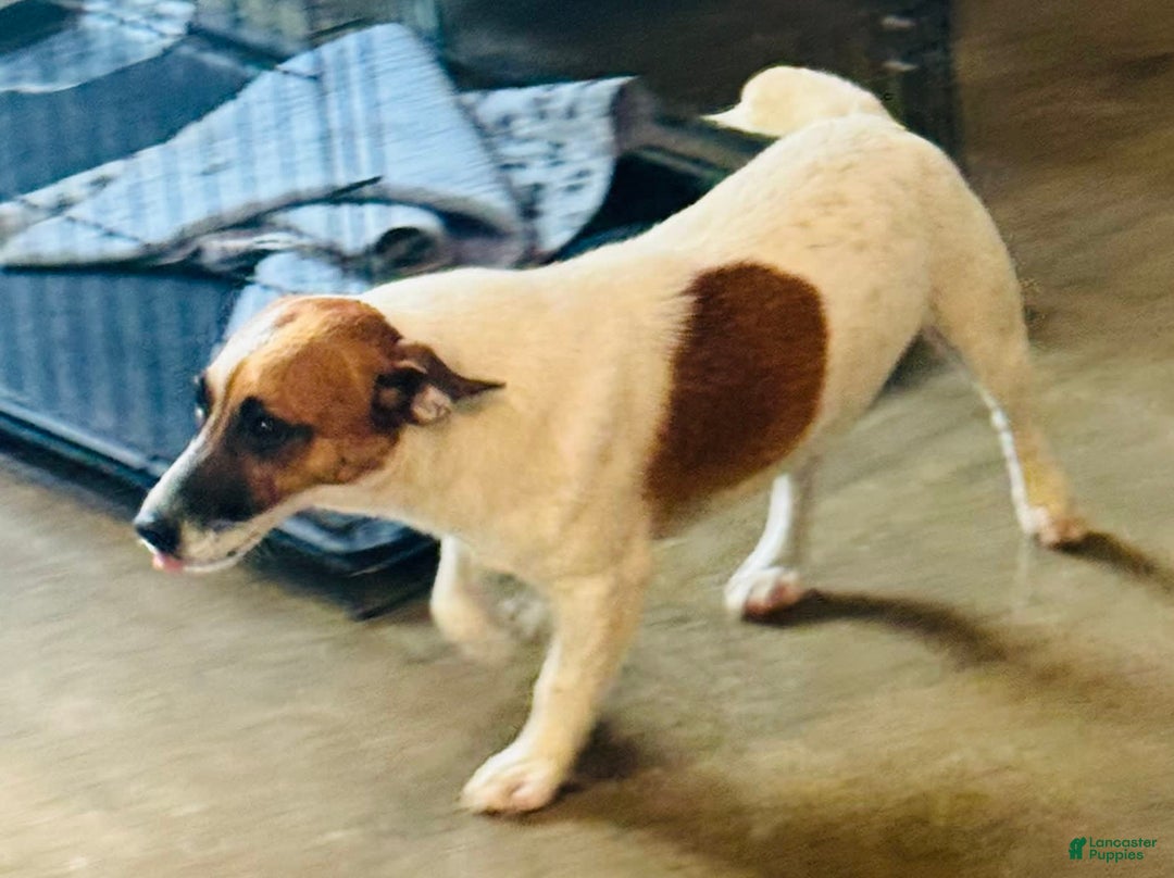 Jack Russell Terrier dogs for sale: Lippy - Image 8