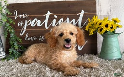Maltipoo dogs for sale: Eldo - Image 4