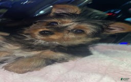 Yorkshire Terrier dogs for sale: Max - Image 1