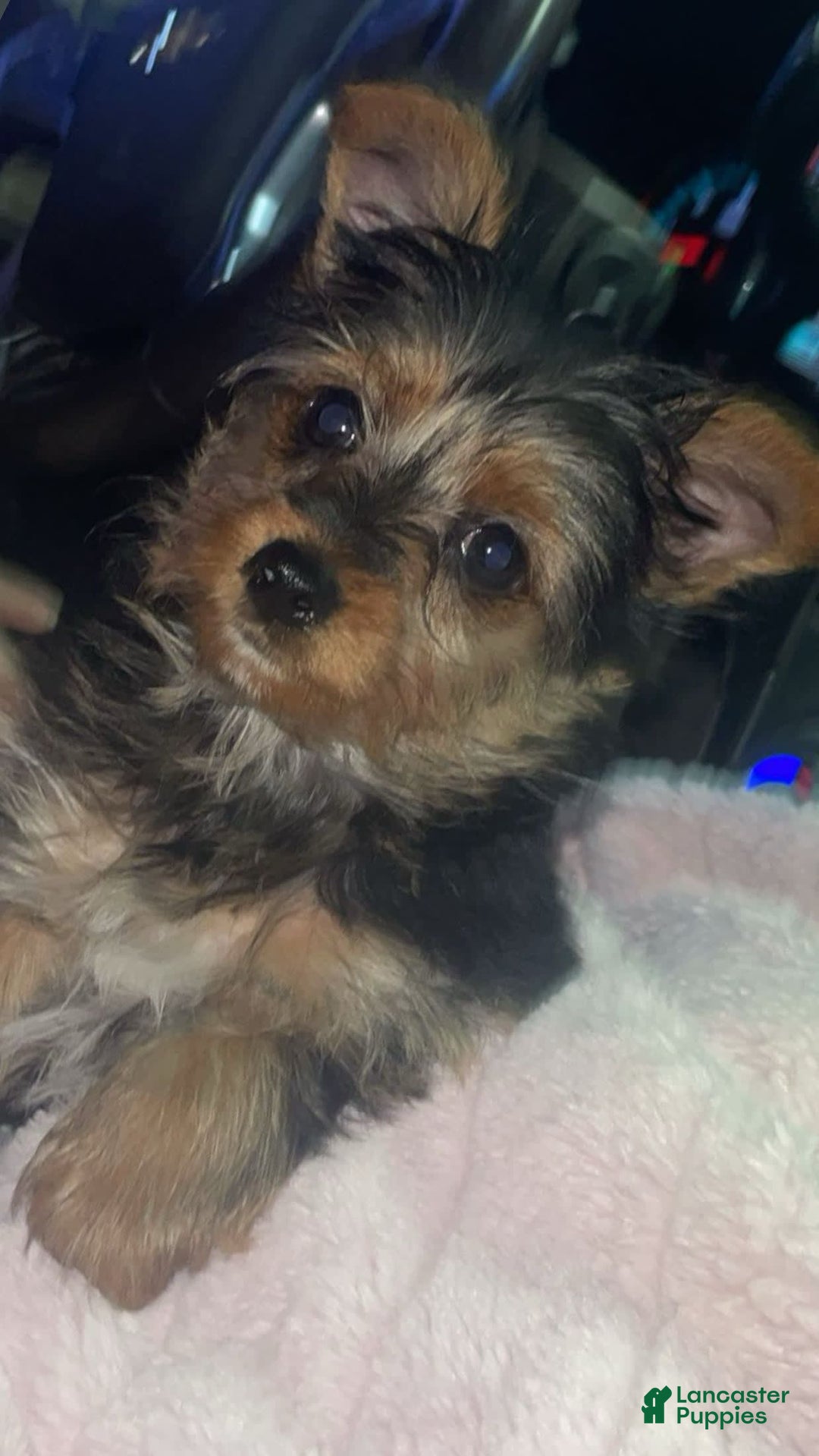 Yorkshire Terrier dogs for sale: Max - Image 1