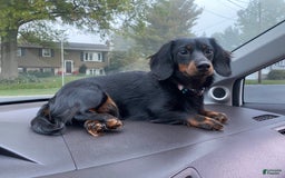 Dachshund dogs for sale: Ajax - Image 6