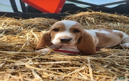 Basset Hound dogs for sale: Molly - Image 4
