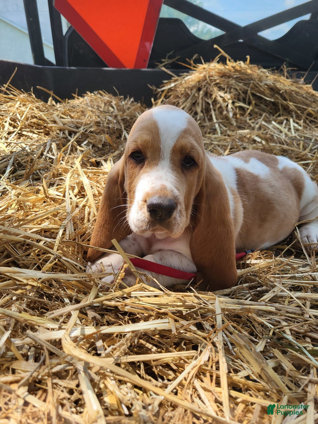 Basset Hound dogs for sale: Molly - Image 4