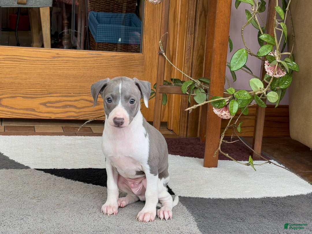 Italian Greyhound dogs for sale: Lenny - Image 8