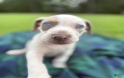 Catahoula Leopard Dog dogs for sale: Lavender - Image 2
