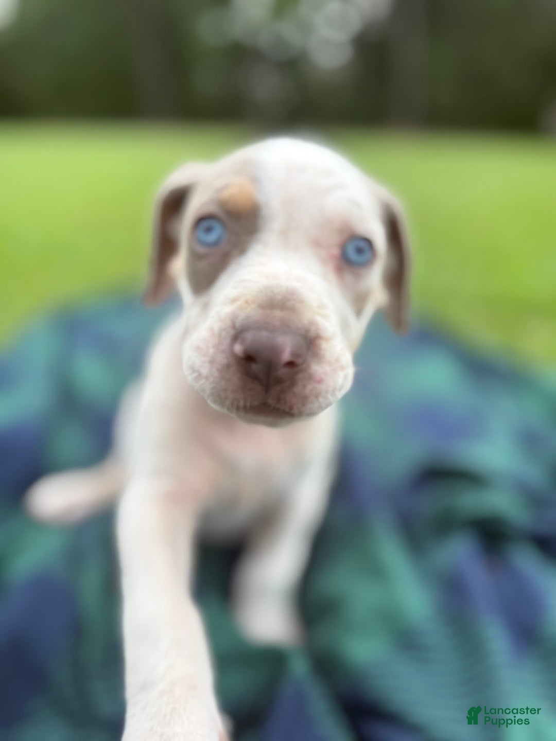 Catahoula Leopard Dog dogs for sale: Lavender - Image 2