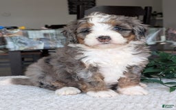 Mini Bernedoodle dogs for sale: Allie - Image 17