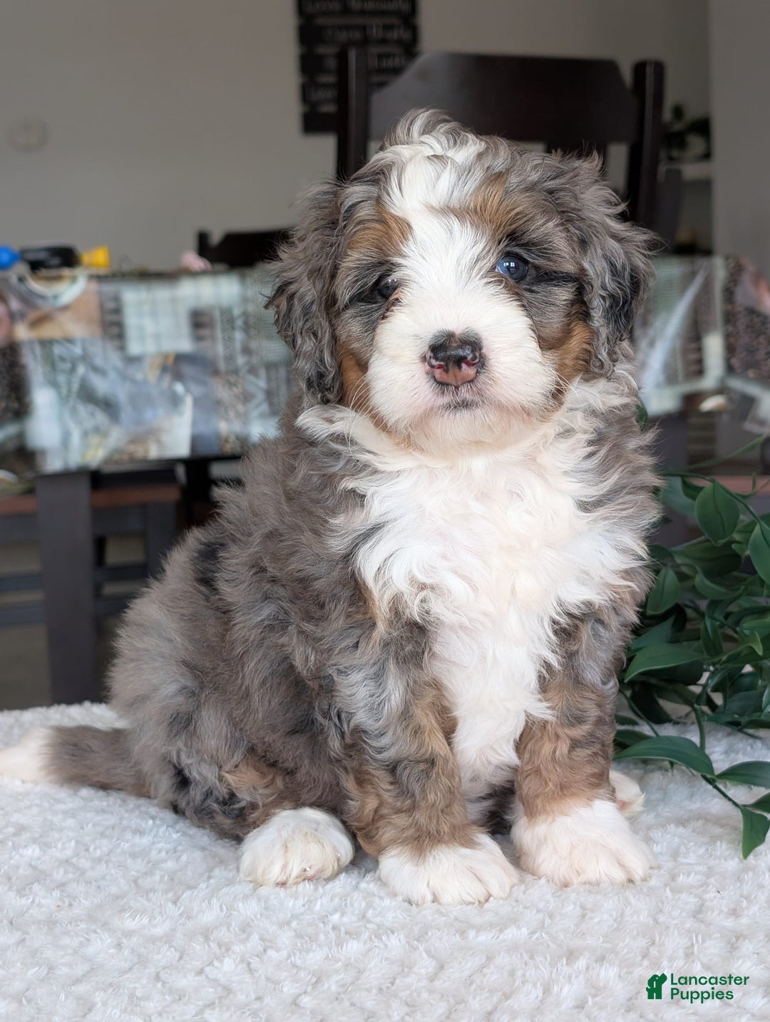 Mini Bernedoodle dogs for sale: Allie - Image 17