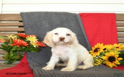 Cocker Spaniel dogs for sale: Pogo - Image 7
