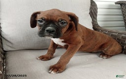 Boxer dogs for sale: Billy - Image 5
