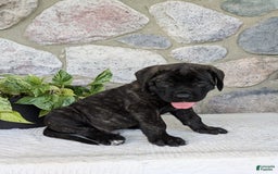 English Mastiff dogs for sale: Bruno - Image 16