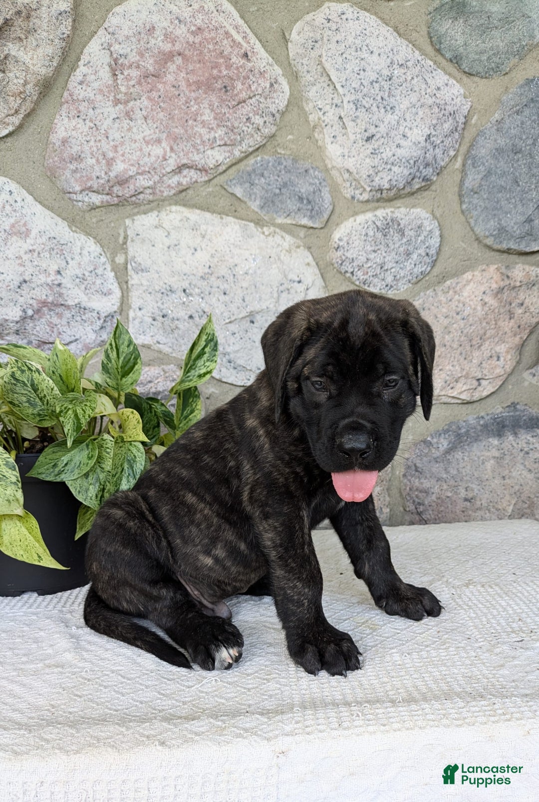 English Mastiff dogs for sale: Bruno - Image 16