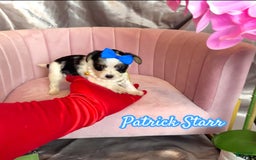 Yorkshire Terrier dogs for sale: Patrick Starr - Image 10