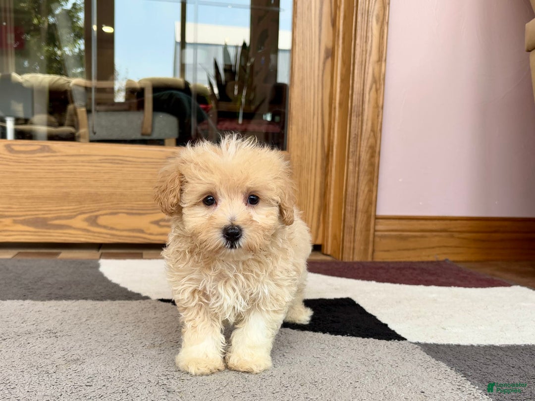 Maltipoo dogs for sale: Drew - Image 8