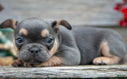 French Bulldog dogs for sale: Bear - Image 6