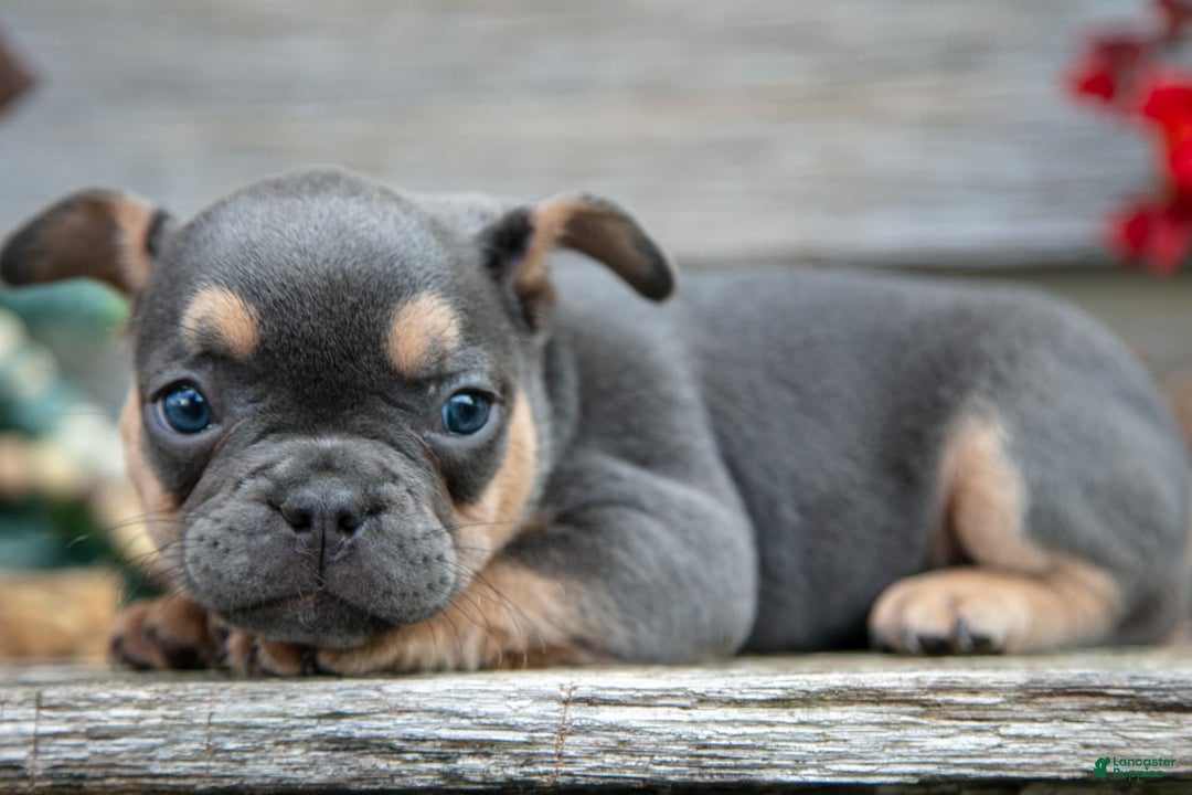 French Bulldog dogs for sale: Bear - Image 6