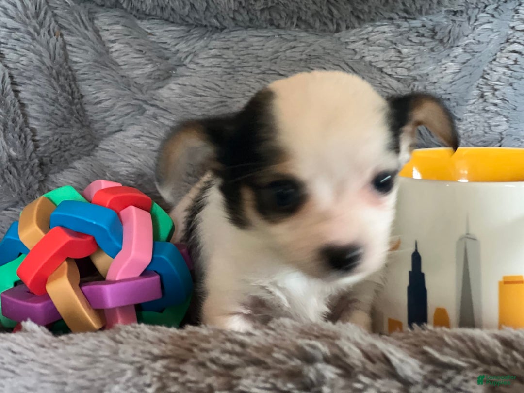 Biewer Terrier dogs for sale: Mandy - Image 3