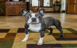 Boston Terrier dogs for sale: Willa - Image 7
