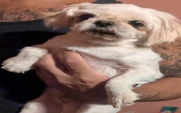 Shih Tzu dogs for sale: Full Akc Lemmy - Image 5