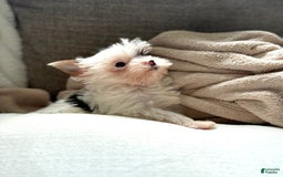Yorkshire Terrier dogs for sale: Daniel - Image 19