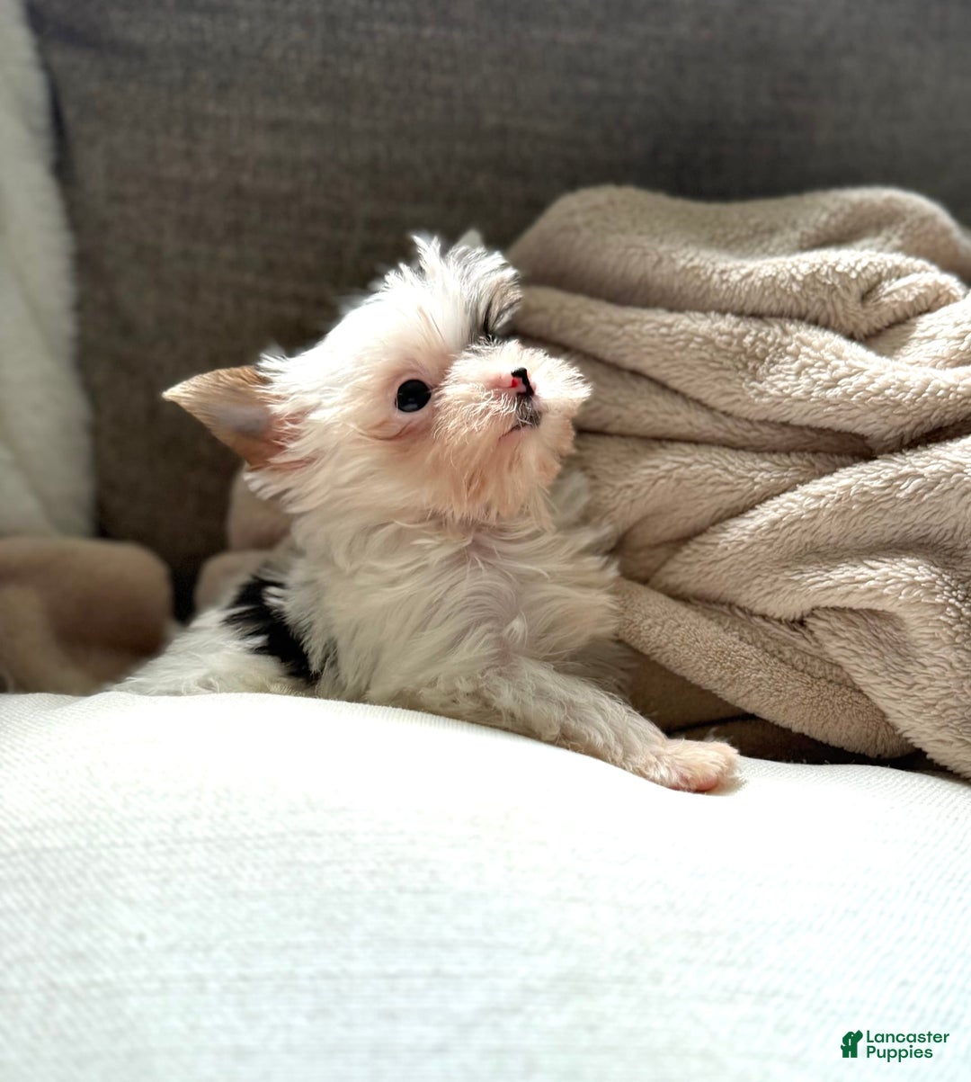Yorkshire Terrier dogs for sale: Daniel - Image 19