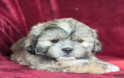 Shih Tzu dogs for sale: Dick - Image 3