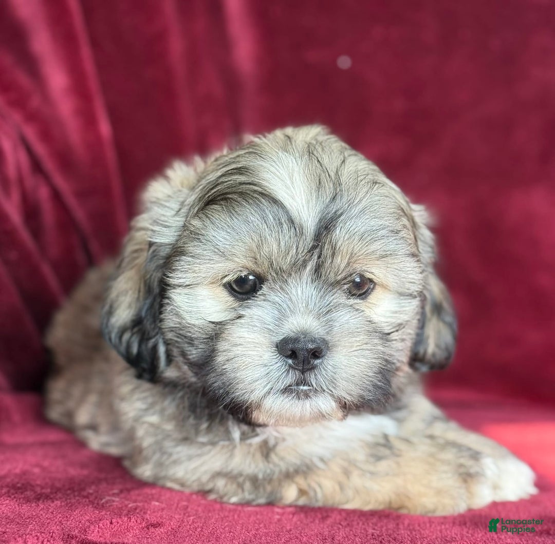 Shih Tzu dogs for sale: Dick - Image 3