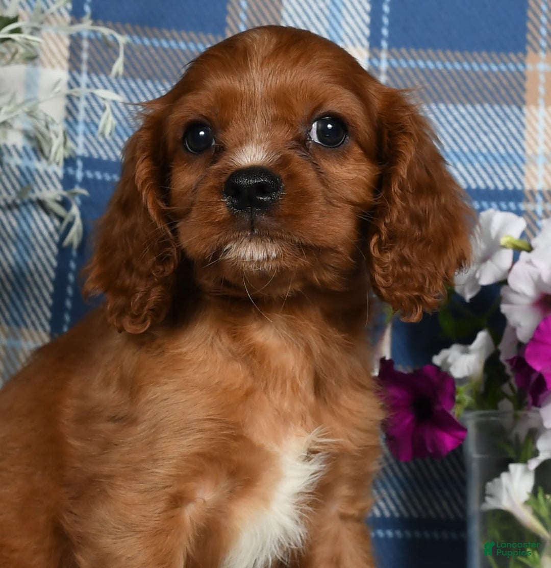Cavalier King Charles Spaniel dogs for sale: Archer - Image 3