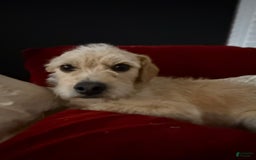 Border Terrier dogs for sale: Benji - Image 4