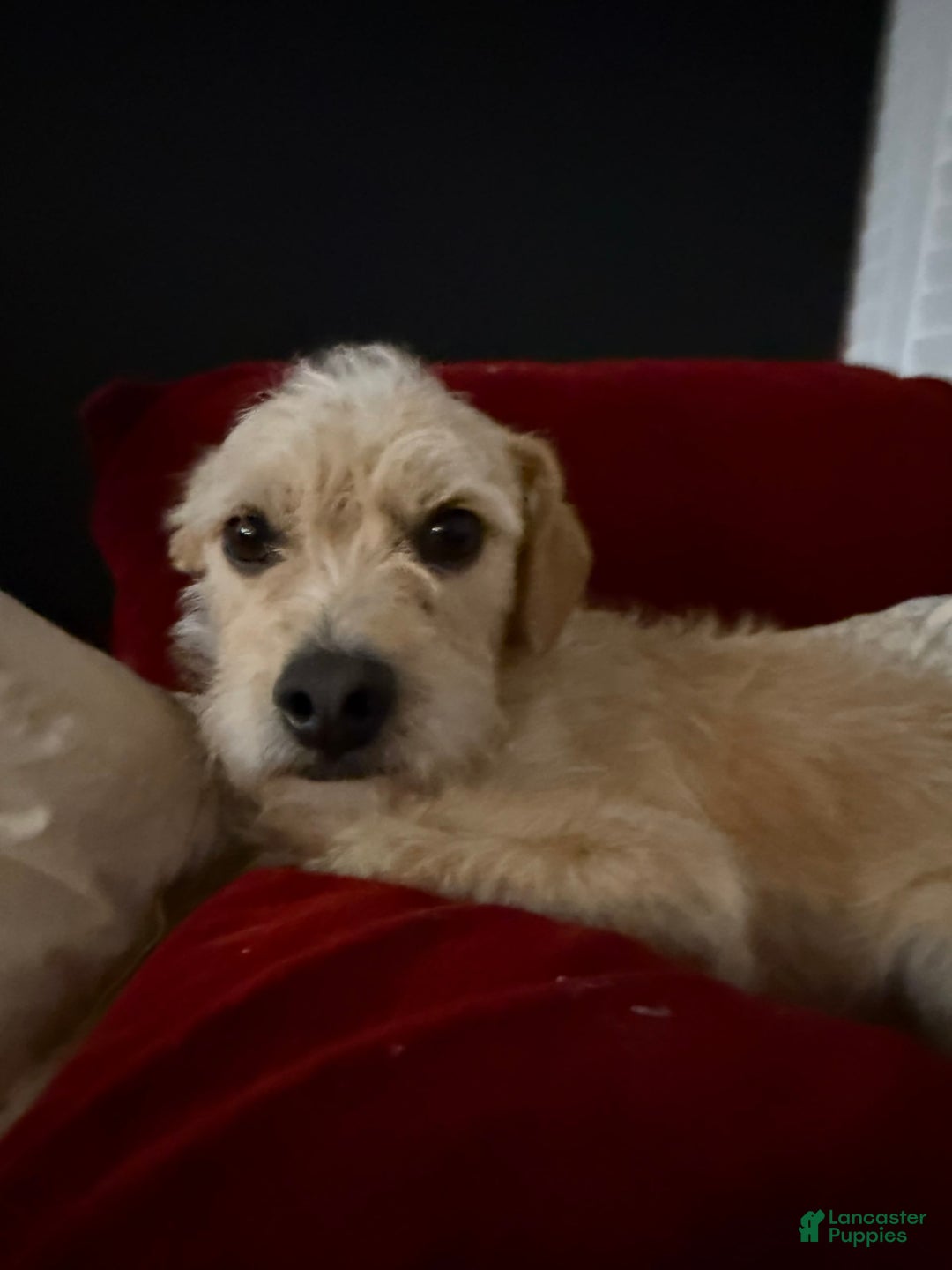 Border Terrier dogs for sale: Benji - Image 4