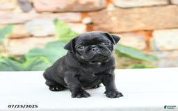 Pug dogs for sale: Jemma - Image 5