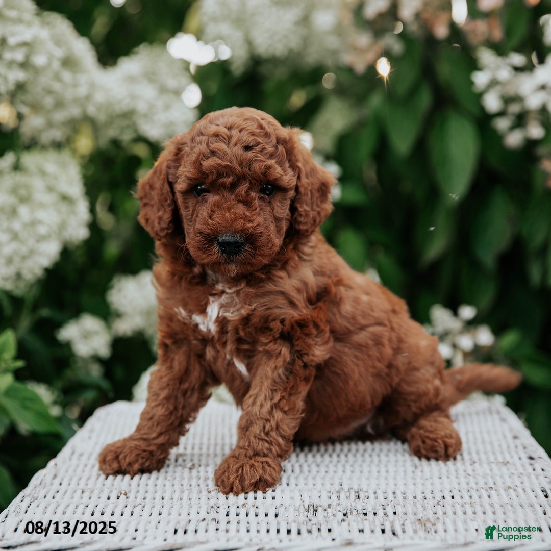 Cavapoo dogs for sale: Cavapoo 6 puppies - Image 15