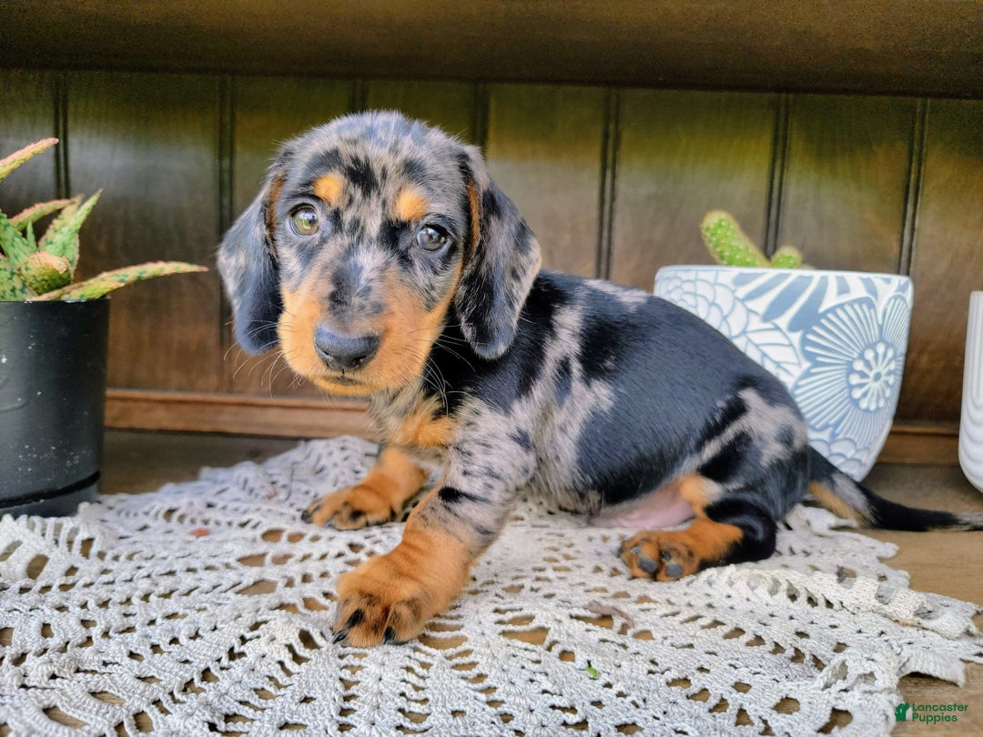 Dachshund dogs for sale: Carson - Image 10