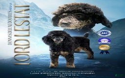 Mini Goldendoodle dogs for sale: Lilo Pink Collar Female - Image 3