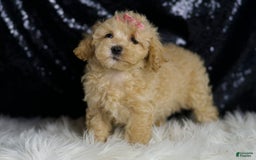 Maltipoo dogs for sale: Sugar Plum - Image 2