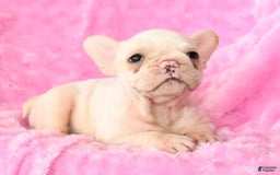 French Bulldog dogs for sale: Bella - Image 7