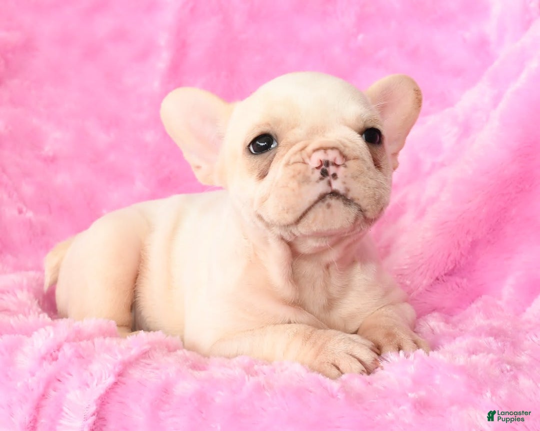 French Bulldog dogs for sale: Bella - Image 7