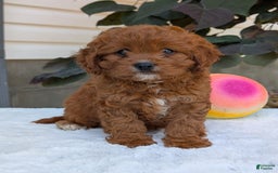 Cavapoo dogs for sale: Remi - Image 20