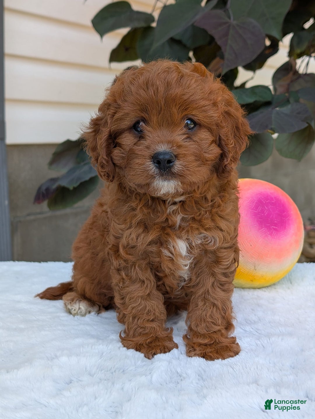 Cavapoo dogs for sale: Remi - Image 20