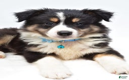 Australian Shepherd dogs for sale: Reese - Image 6