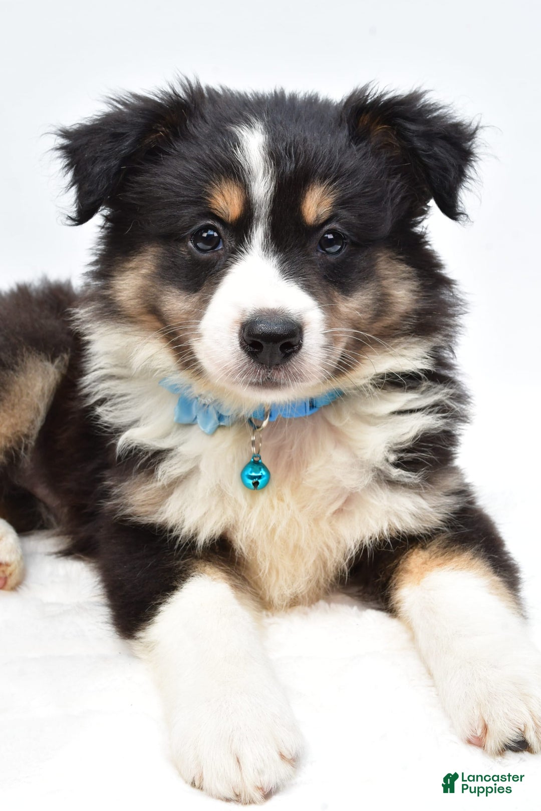 Australian Shepherd dogs for sale: Reese - Image 6