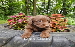 Labradoodle dogs for sale: Gracie - Image 10