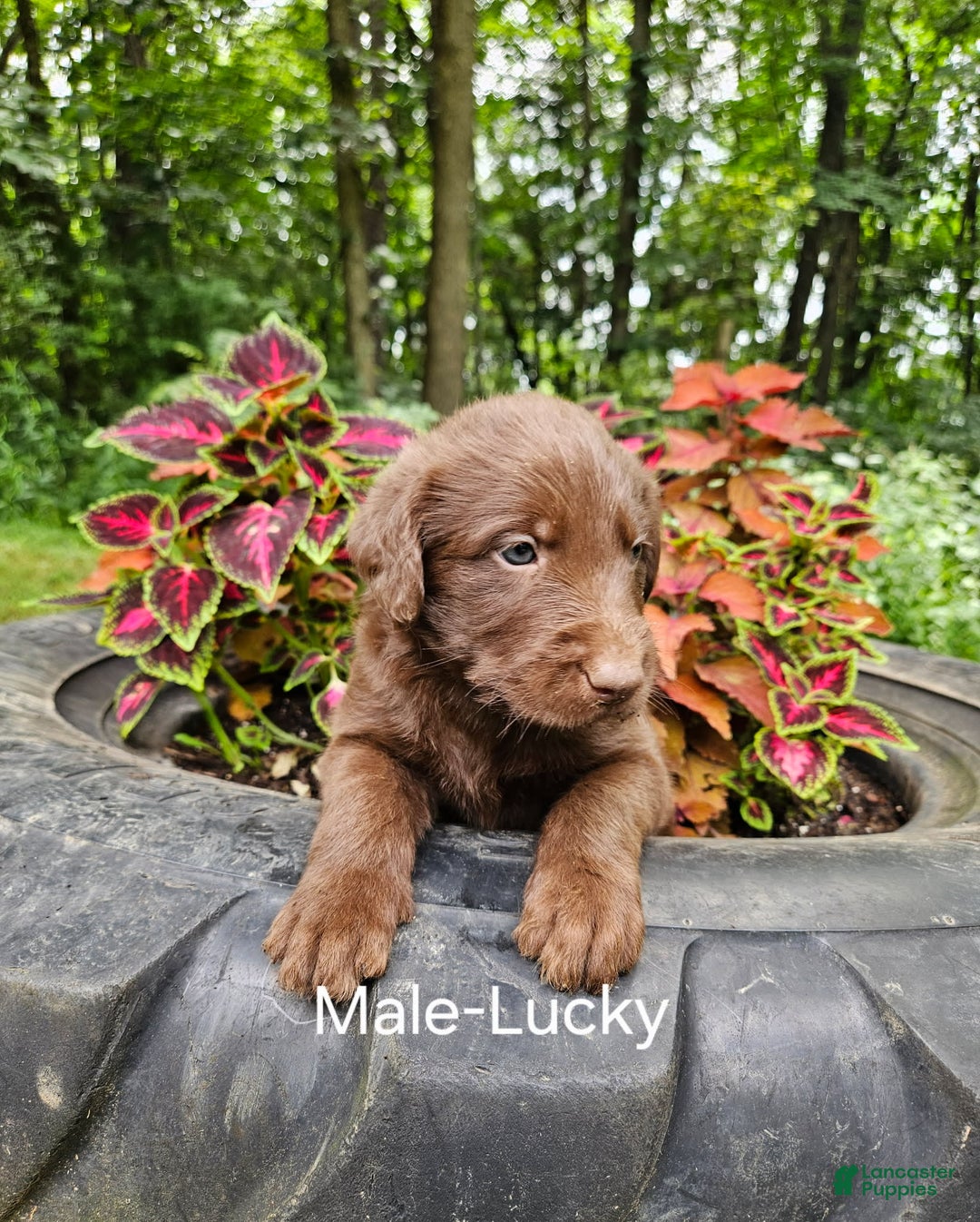 Labradoodle dogs for sale: Gracie - Image 10