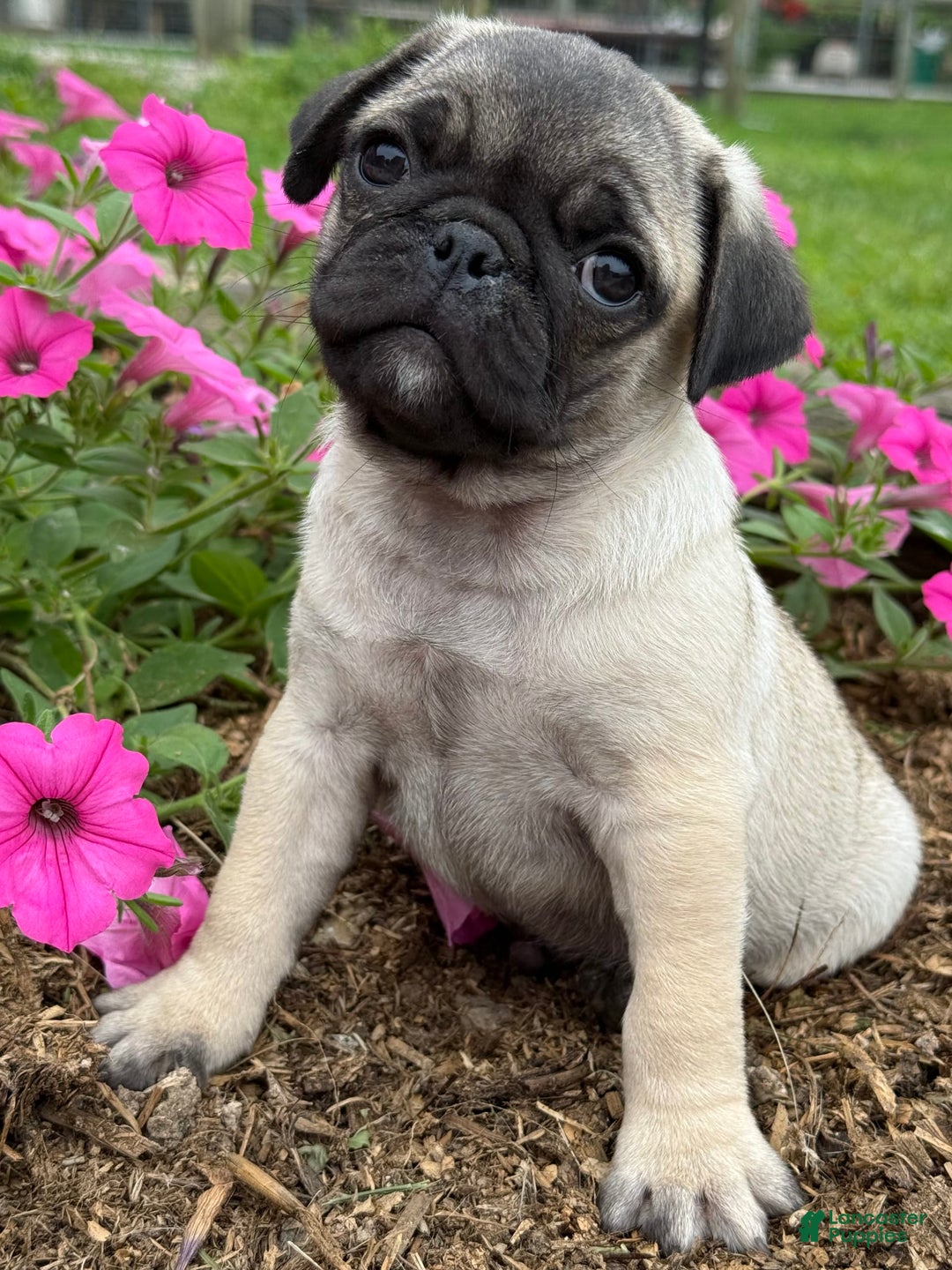 Pug dogs for sale: Puggles - Image 7