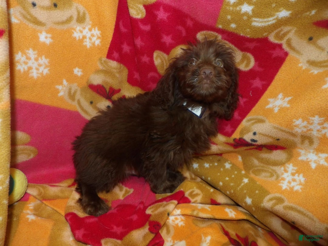 Aussiedoodle dogs for sale: BROWNIE - Image 3