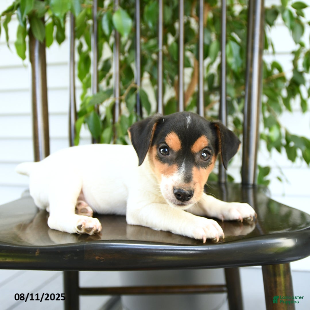 Jack Russell Terrier dogs for sale: Zion - Image 3