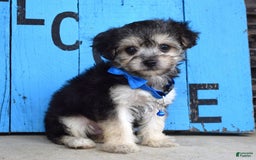 Morkie dogs for sale: Mason - Image 2