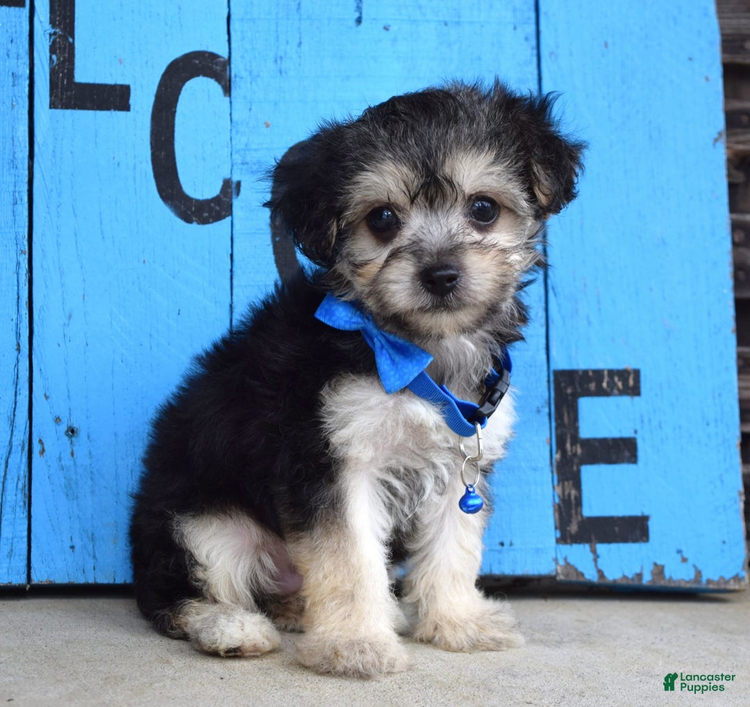Morkie dogs for sale: Mason - Image 2